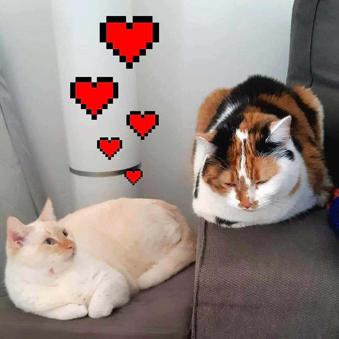 Lili Et Charly