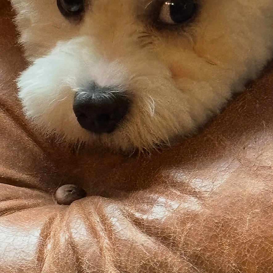 Sparky