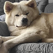Atchi participe au concours pour gagner de l'argent avec cette photo : dog, lounge, couch, indoor, pet, relaxation, fur, cream_color, quilted, cozy, animal, canine, resting, paw, snout, ears, home, comfort, soft_light, sleepy