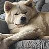 dog, lounge, couch, indoor, pet, relaxation, fur, cream_color, quilted, cozy, animal, canine, resting, paw, snout, ears, home, comfort, soft_light, sleepy