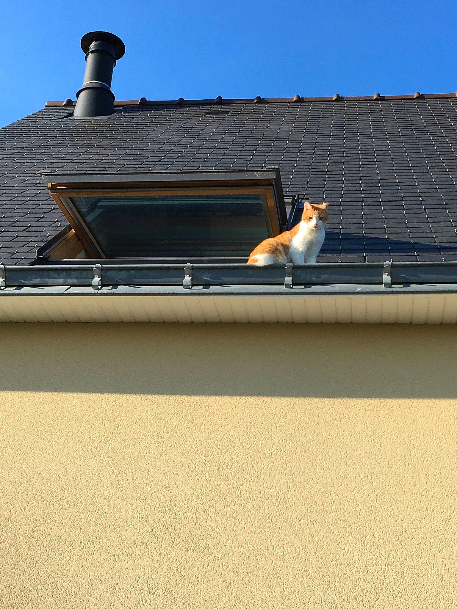 Caramel a rejoint le concours — aidez-le/la à gagner de superbes lots ! architecture, bird, chimney, daylighting, house, rain_gutter, roof, seabird, wall, window