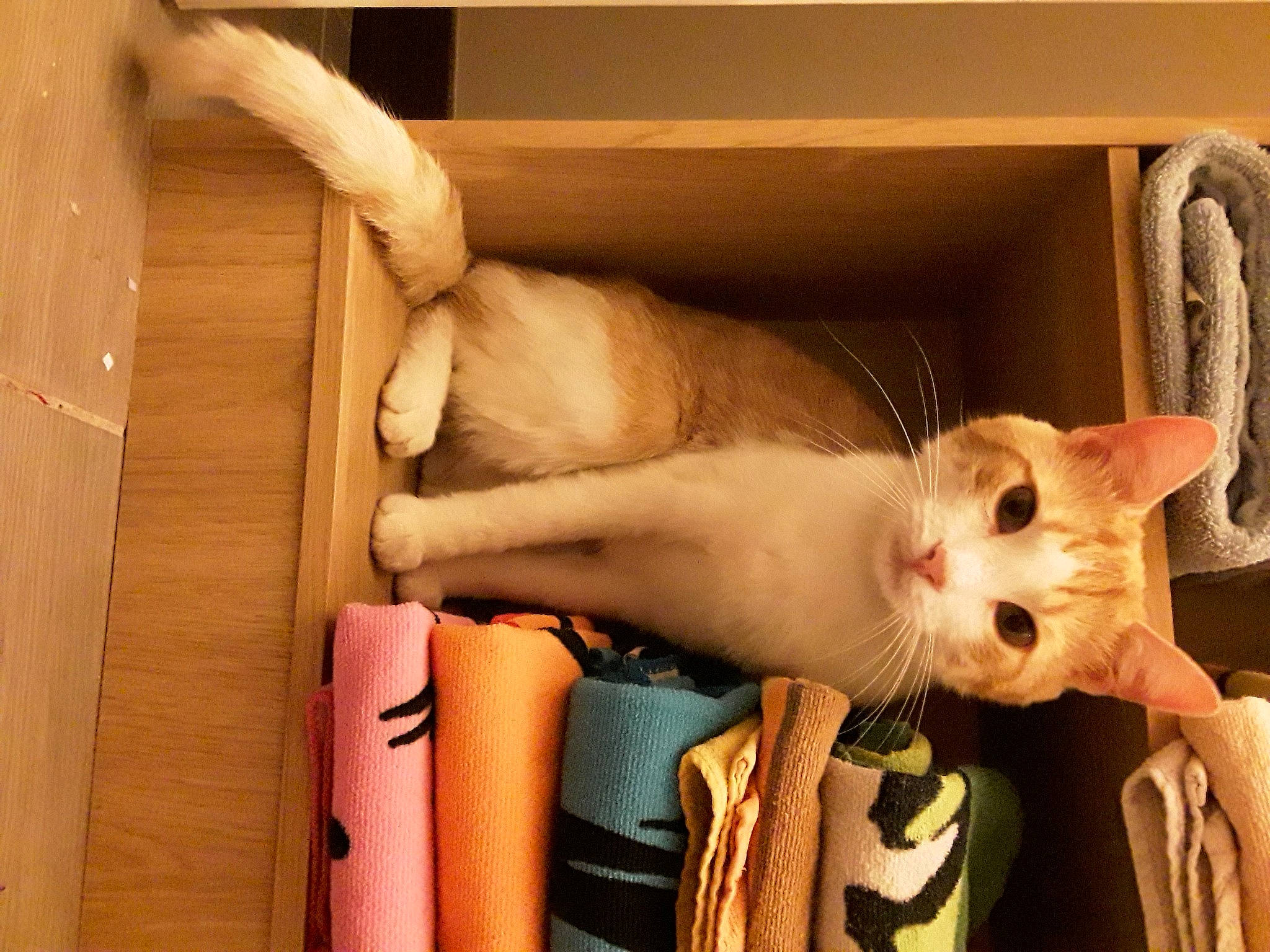 Caramele a rejoint le concours — aidez-le/la à gagner de superbes lots ! carnivore, cat, fawn, felidae, small_to_medium_sized_cats, whiskers