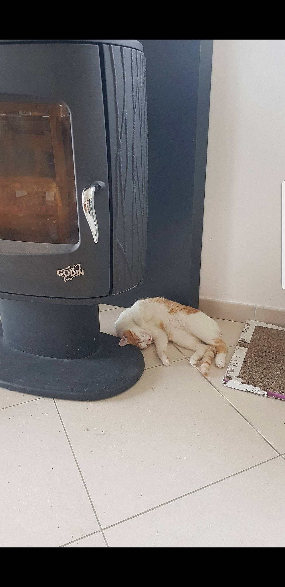 Caramele participe au concours pour gagner de l'argent avec cette photo : canidae, carnivore, cat, felidae, floor, flooring, room, small_to_medium_sized_cats, tile