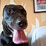 animal, black_dog, canine, close_up, collar, dog, domestic_animal, ears, framed_picture, fur, happy, indoor, mouth, nose, peeling_paint, pet, portrait, tongue, tongue_out, wall