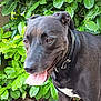 animal, black_dog, brown_eyes, canine, close_up, collar, dog, ears, friendly, fur, green_leaves, happy, leafy_background, mammal, nature, outdoor, pet, plants, standing, tongue_out
