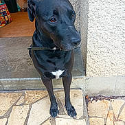 Puce a rejoint le concours — aidez-le/la à gagner de superbes lots ! animal, black_dog, calm, canine, collar, dog, domestic_animal, ears, floor, fur, looking_away, outdoor, pavement, paw, pet, quiet, sitting, snout, stone_tiles, wall
