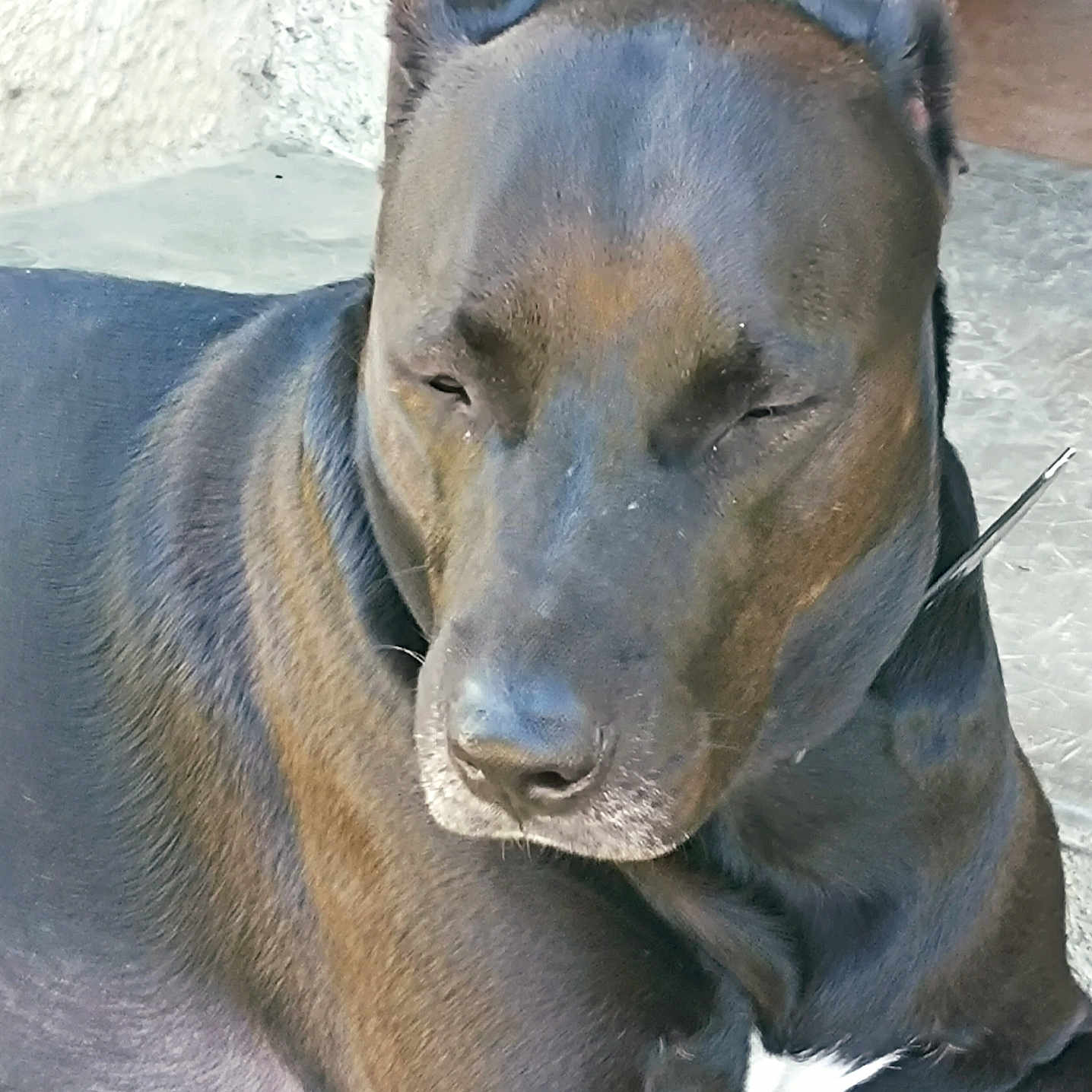 Puce participe au concours pour gagner de l'argent avec cette photo : animal, black_dog, calm, canine, closeup, companion, dog, domestic_animal, floor, fur, indoors, laying_down, muzzle, pet, portrait, quiet, relaxed, resting, sleepy, whiskers