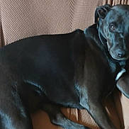 Puce participe au concours pour gagner de l'argent avec cette photo : animal, black_dog, brown, calm, canine, chair, companion, cozy, dog, domestic, furniture, home, indoor, living_room, looking_at_camera, paw, pet, relaxed, resting, texture