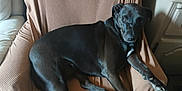 Puce participe au concours pour gagner de l'argent avec cette photo : animal, black_dog, brown, calm, canine, chair, companion, cozy, dog, domestic, furniture, home, indoor, living_room, looking_at_camera, paw, pet, relaxed, resting, texture
