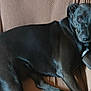 animal, black_dog, brown, calm, canine, chair, companion, cozy, dog, domestic, furniture, home, indoor, living_room, looking_at_camera, paw, pet, relaxed, resting, texture