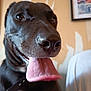 animal, background, black_dog, canine, close_up, collar, dog, ears, face, fur, happy, indoor, leash, mouth, nose, pet, picture_frame, playful, tongue_out, wall