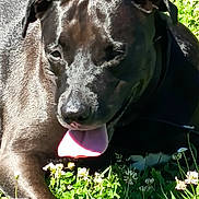 Puce a rejoint le concours — aidez-le/la à gagner de superbes lots ! animal, black_dog, canine, close_up, daylight, dog, flowers, grass, greenery, happy, mammal, nature, outdoor, pet, relaxed, resting, summer, sunlight, tongue, tongue_out
