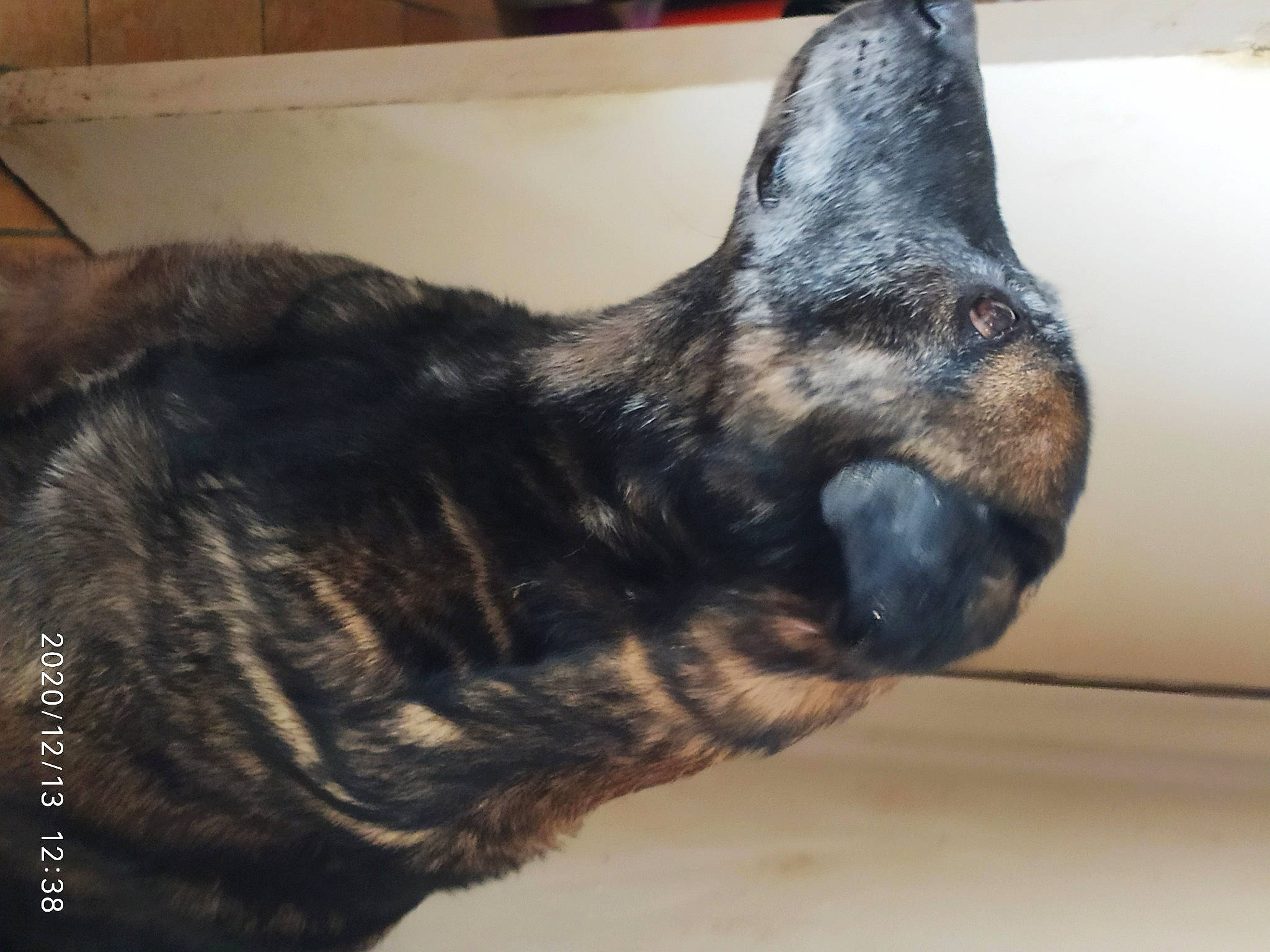 Gina a rejoint le concours — aidez-le/la à gagner de superbes lots ! canidae, carnivore, dog, dog_breed, fur, liver, snout, whiskers, working_animal, working_dog