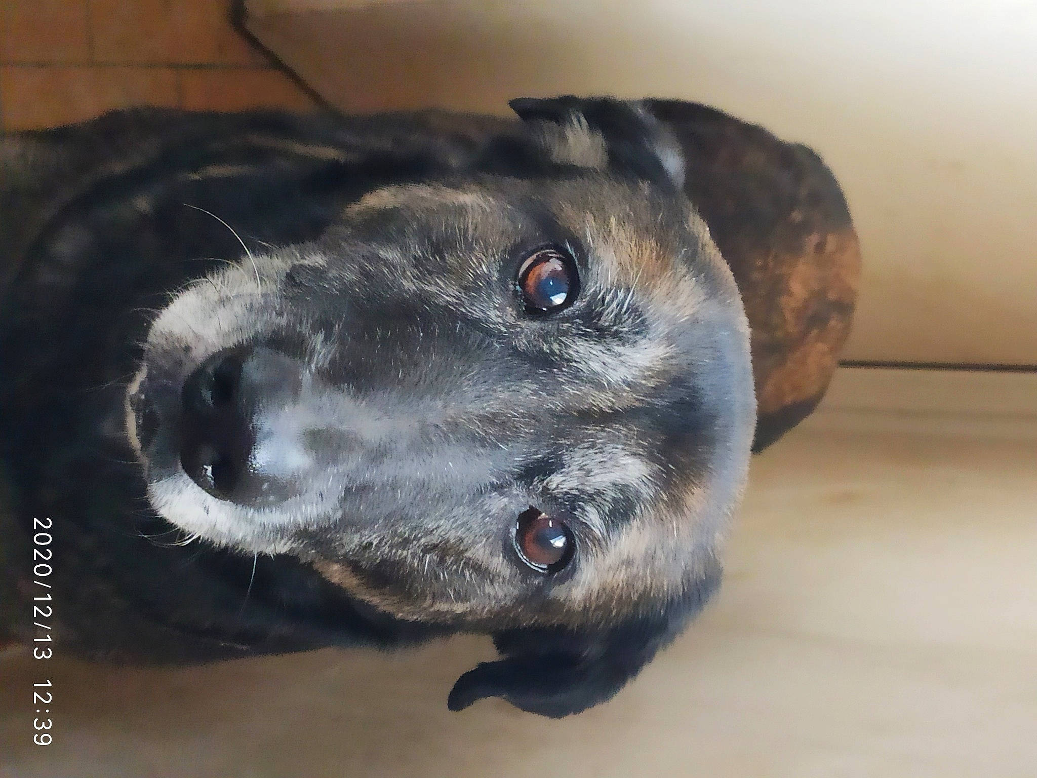 Gina participe au concours pour gagner de l'argent avec cette photo : black, canidae, carnivore, close_up, comfort, companion_dog, dog, dog_breed, fur, grey, iris, pet_supply, snout, terrestrial_animal, whiskers, working_animal, working_dog