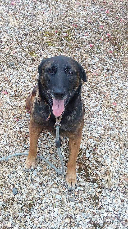 Gina a rejoint le concours — aidez-le/la à gagner de superbes lots ! canidae, carnivore, dog, dog_breed, fawn, mammal, mountain_cur, plott_hound, sporting_group