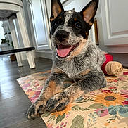 Bluey Beans joined the competition — help win amazing prizes! dog, puppy, heeler, speckled_coat, black_white_brown, happy, smiling, open_mouth, tongue, ears, portrait, indoor, kitchen, table, tablecloth, floral_pattern, red_toy, sitting, pet, photography