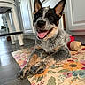 dog, puppy, heeler, speckled_coat, black_white_brown, happy, smiling, open_mouth, tongue, ears, portrait, indoor, kitchen, table, tablecloth, floral_pattern, red_toy, sitting, pet, photography
