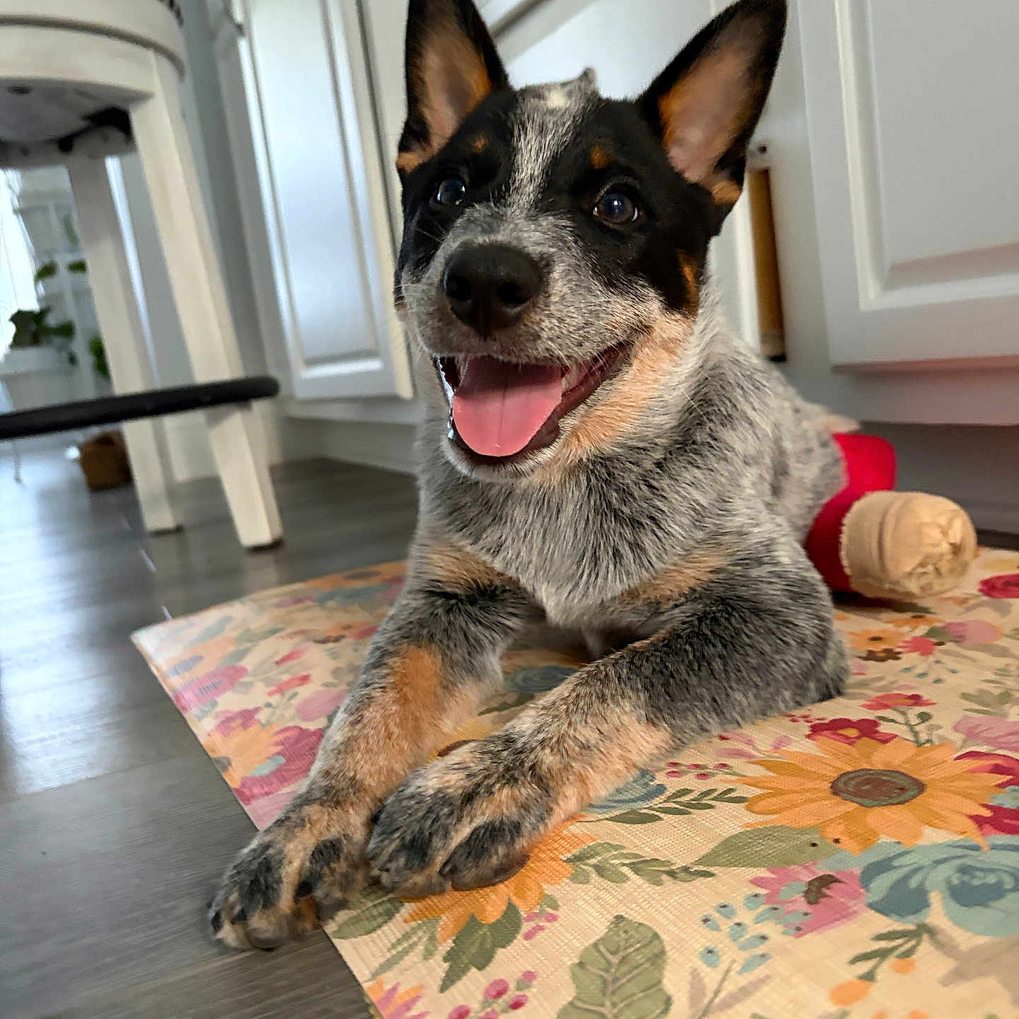 Bluey Beans joined the competition — help win amazing prizes! dog, puppy, heeler, speckled_coat, black_white_brown, happy, smiling, open_mouth, tongue, ears, portrait, indoor, kitchen, table, tablecloth, floral_pattern, red_toy, sitting, pet, photography
