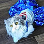Munchie Pants joined the competition — help win amazing prizes! adorable, animal, blue_skirt, cat, close_up, costume, curious, cute, domestic_cat, feline, fluffy, indoor, long_hair, looking_up, pet, sitting, stars, white_top, wooden_floor, yellow_eyes