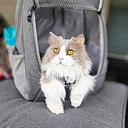Munchie Pants is registered to the contest to win money with this photo: animal, carrier, cat, closeup, curious, cushion, cute, domestic, fluffy, furry, golden_eyes, gray, gray_fur, indoors, paws, pet, portrait, resting, soft, white_fur