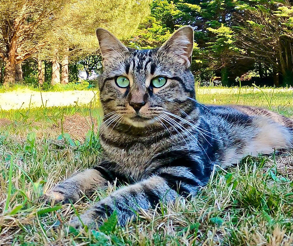 Zénith a rejoint le concours — aidez-le/la à gagner de superbes lots ! carnivore, cat, domestic_short_haired_cat, eye, felidae, fur, grass, groundcover, paw, plant, poales, sitting, small_to_medium_sized_cats, snout, tail, terrestrial_animal, tree, vegetation, whiskers, wildlife