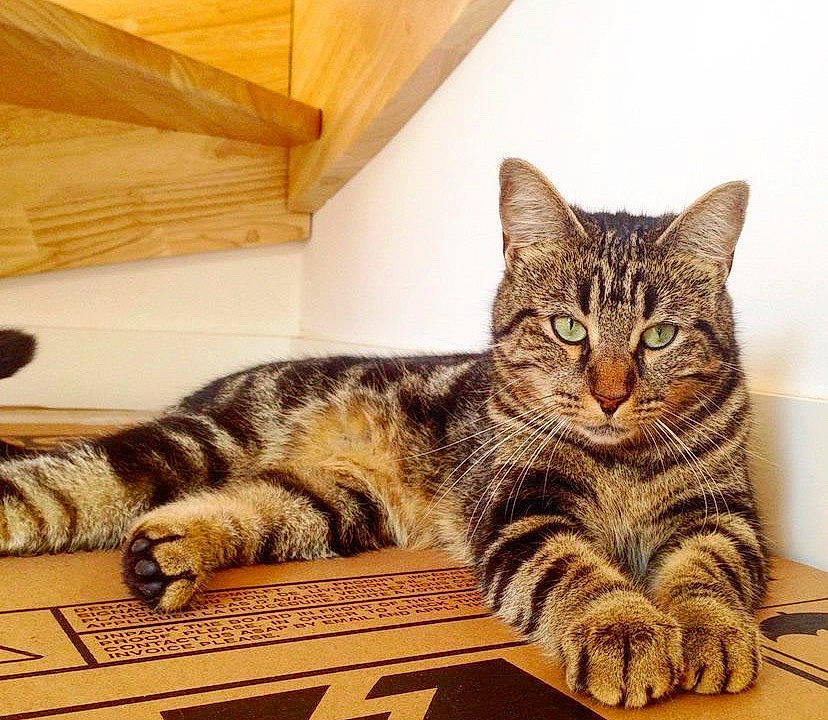 Zénith a rejoint le concours — aidez-le/la à gagner de superbes lots ! beam, carnivore, cat, claw, comfort, domestic_short_haired_cat, eye, felidae, flooring, fur, hardwood, paw, sitting, small_to_medium_sized_cats, snout, square, tail, terrestrial_animal, whiskers, wood