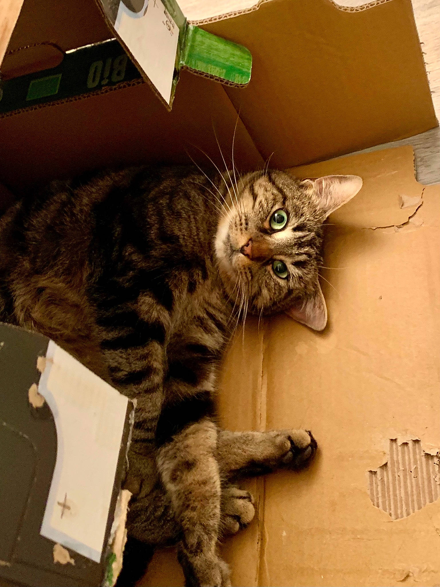 Zénith a rejoint le concours — aidez-le/la à gagner de superbes lots ! box, cardboard, carnivore, carton, cat, claw, comfort, domestic_short_haired_cat, eye, felidae, fur, packaging_and_labeling, paw, shipping_box, small_to_medium_sized_cats, snout, tail, terrestrial_animal, whiskers, wood