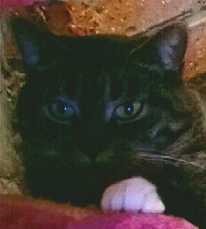 Llorona a rejoint le concours — aidez-le/la à gagner de superbes lots ! black_cat, bombay, carnivore, cat, close_up, domestic_short_haired_cat, electric_blue, eye, felidae, fur, grass, head, small_to_medium_sized_cats, snout, terrestrial_animal, whiskers, wildlife