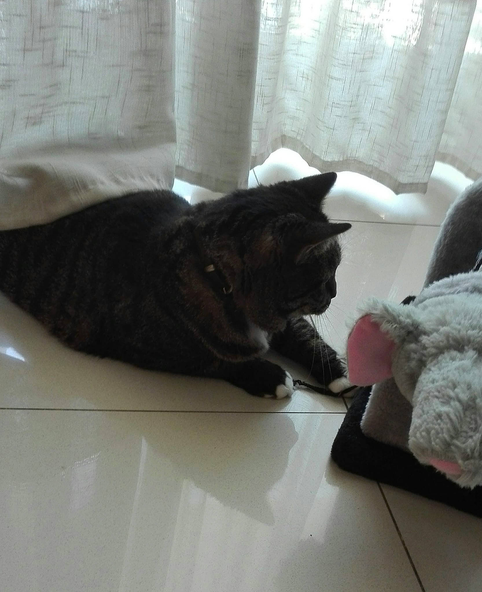 Llorona participe au concours pour gagner de l'argent avec cette photo : carnivore, cat, comfort, couch, domestic_short_haired_cat, felidae, floor, flooring, fur, grey, hardwood, mammal, pillow, small_to_medium_sized_cats, snout, tail, textile, vertebrate, whiskers, wood