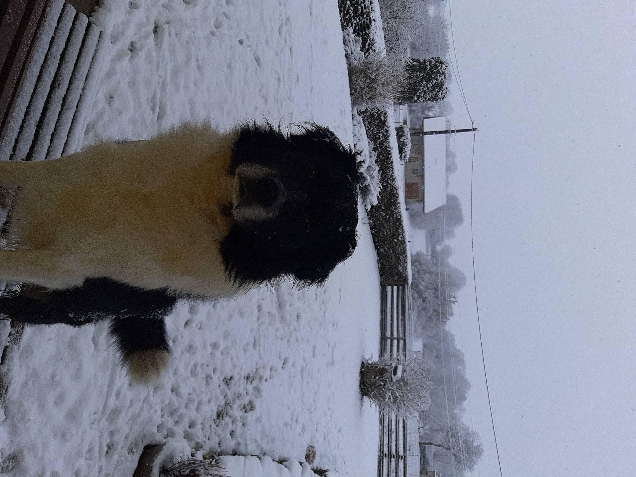 Jarko participe au concours pour gagner de l'argent avec cette photo : art, door, event, freezing, fur, plant, sky, slope, snout, snow, tree, vehicle_door, window, winter, wood