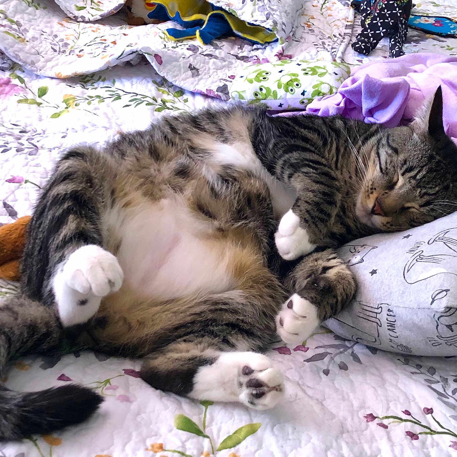 Archie is registered to the contest to win money with this photo: animal, bed, blanket, cat, cozy, cute, feline, home, indoor, pet, pillow, plush_toy, quilt, relaxed, resting, sleeping, soft_lighting, striped_fur, tabby, white_paws