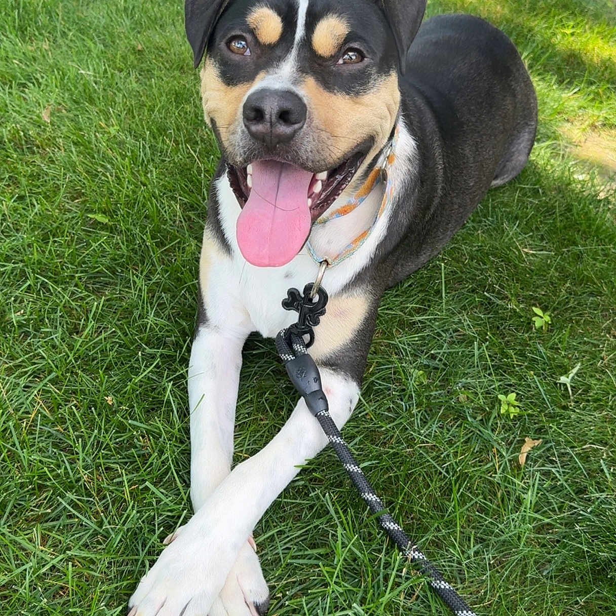 Mango joined the competition — help win amazing prizes! dog, canine, black_white_tan, tricolor, lying_down, crossed_legs, tongue_out, happy, smiling, outdoor, grass, lawn, garden, sunlight, leash, collar, pet, portrait, animal, relaxed