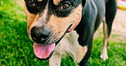 Mango is registered to the contest to win money with this photo: dog, canine, pet, black_and_tan, white markings, standing, tongue_out, happy, portrait, outdoor, backyard, grass, lawn, house, person, patio, furniture, toy, daylight, animal
