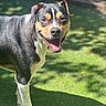Mango is registered to the contest to win money with this photo: dog, pet, canine, portrait, smiling, happy, outdoor, grass, garden, sunlight, dappled_light, black_fur, white_fur, brown_markings, short_hair, floppy_ears, open_mouth, standing, animal, summer