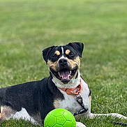 Mango is registered to the contest to win money with this photo: dog, pet, animal, outdoor, grass, lawn, ball, toy, playing, lying_down, sitting, happy, smiling, open_mouth, collar, leash, black_white_tan, short_hair, portrait, daylight