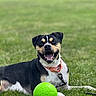 dog, pet, animal, outdoor, grass, lawn, ball, toy, playing, lying_down, sitting, happy, smiling, open_mouth, collar, leash, black_white_tan, short_hair, portrait, daylight