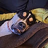 Mango is registered to the contest to win money with this photo: dog, puppy, sleeping, lying_down, toothy_grin, black_and_tan, pet, animal, blanket, bed, cozy, indoors, portrait, close_up, relaxed, collar, snout, nose, teeth, funny