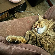 Tom joined the competition — help win amazing prizes! cat, tabby, sleeping, fur, cozy, couch, brown, indoor, pet, relaxed, whiskers, paw, feline, home, furniture, table, cord, comfort, nap, domestic