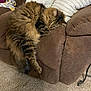 cat, tabby, fluffy, sleeping, couch, brown, furniture, pillow, cozy, indoor, pet, fur, carpet, relaxed, resting, animal, home, domestic, cute, comfortable