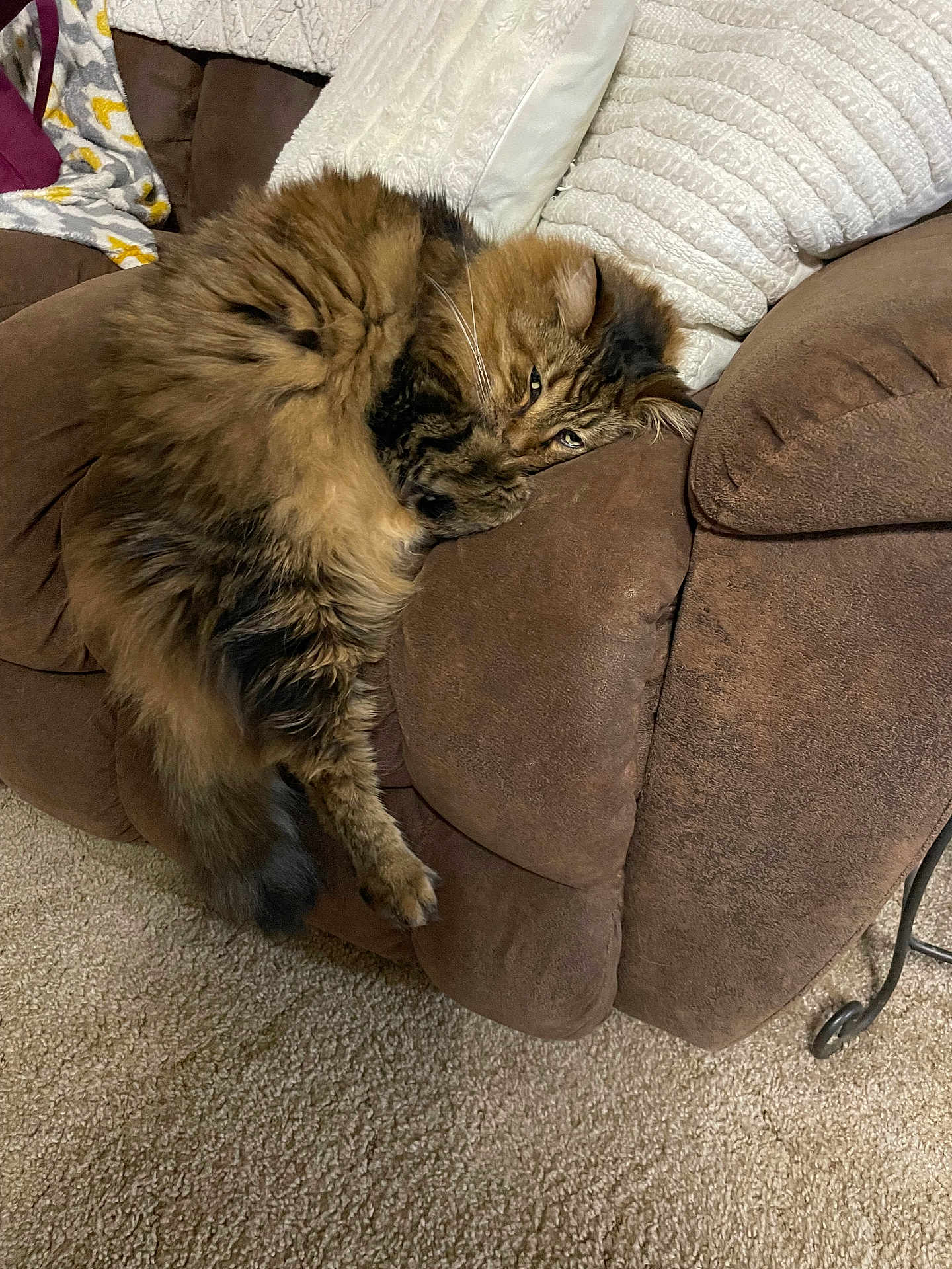 Tom joined the competition — help win amazing prizes! cat, tabby, fluffy, sleeping, couch, brown, furniture, pillow, cozy, indoor, pet, fur, carpet, relaxed, resting, animal, home, domestic, cute, comfortable