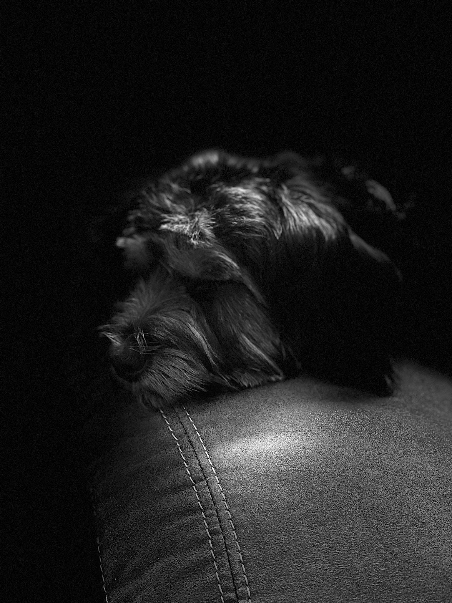 Coco Smith joined the competition — help win amazing prizes! affenpinscher, black, black_and_white, canidae, carnivore, darkness, dog, dog_breed, irish_soft_coated_wheaten_terrier, miniature_schnauzer, monochrome, schnauzer, schnoodle, snout, sporting_group, terrier, yorkshire_terrier