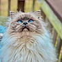 cat, blue_eyes, fluffy, long_hair, portrait, close_up, outdoor, feline, pets, whiskers, cute, animal, looking_up, soft_fur, domestic_cat, nature, background_blur, muzzle, ears, nose