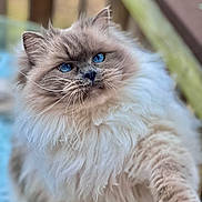 Leona joined the competition — help win amazing prizes! cat, fluffy, blue_eyes, whiskers, paw, fur, pet, animal, close_up, portrait, outdoor, blurred_background, soft_light, feline, cute, domestic_cat, long_hair, curious, natural_light, mammal