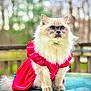 cat, fluffy, blue_eyes, red_dress, outdoor, nature, wooden_fence, table, portrait, pet, animal, feline, sitting, close_up, cute, costume, fashion, soft_focus, daylight, serious_expression