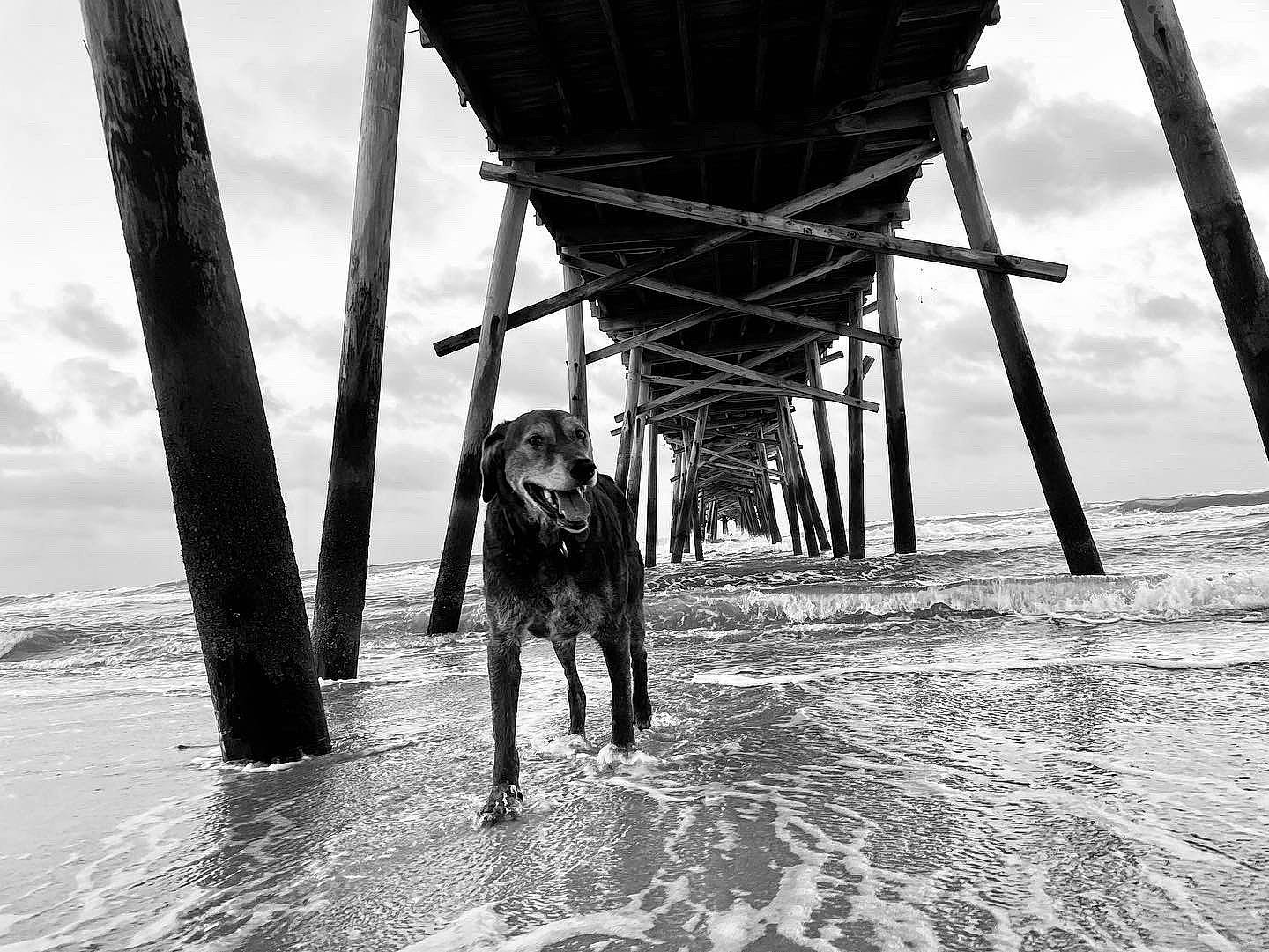 Mabel is registered to the contest to win money with this photo: art, black_and_white, body_of_water, canidae, carnivore, cloud, dog, dog_breed, monochrome, monochrome_photography, ocean, shadow, sky, sporting_group, walking, water, wind_wave, winter, wood, working_animal