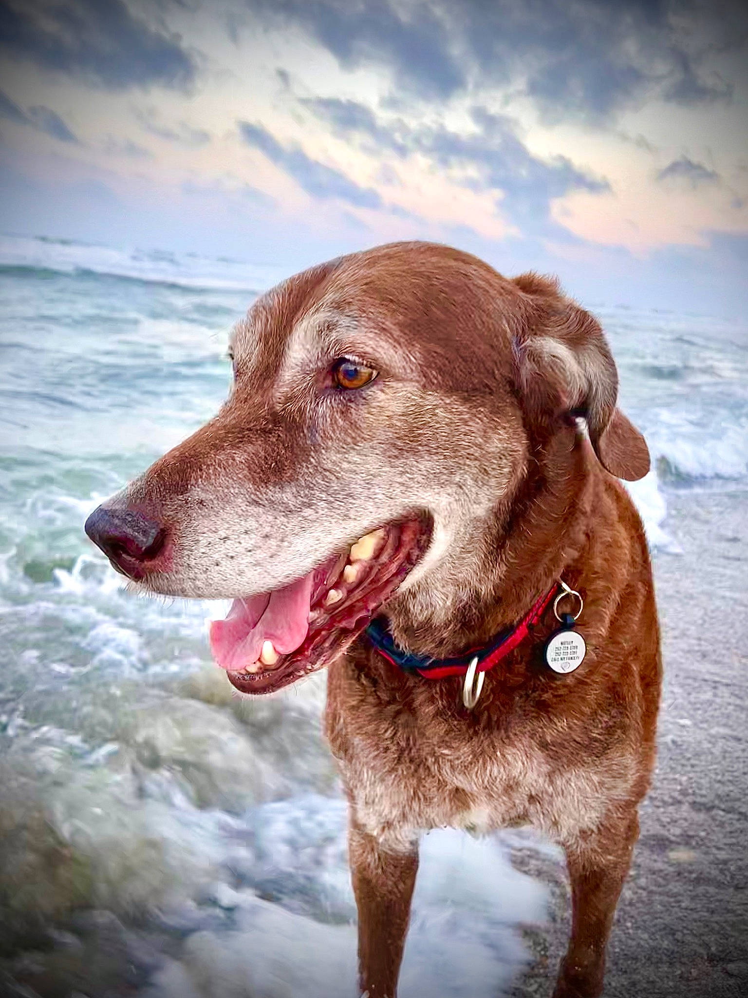 Mabel is registered to the contest to win money with this photo: carnivore, cloud, collar, companion_dog, dog, dog_breed, dog_collar, dog_supply, fawn, gun_dog, leash, liver, pet_supply, pointing_breed, sky, snout, sporting_group, water, whiskers, working_animal