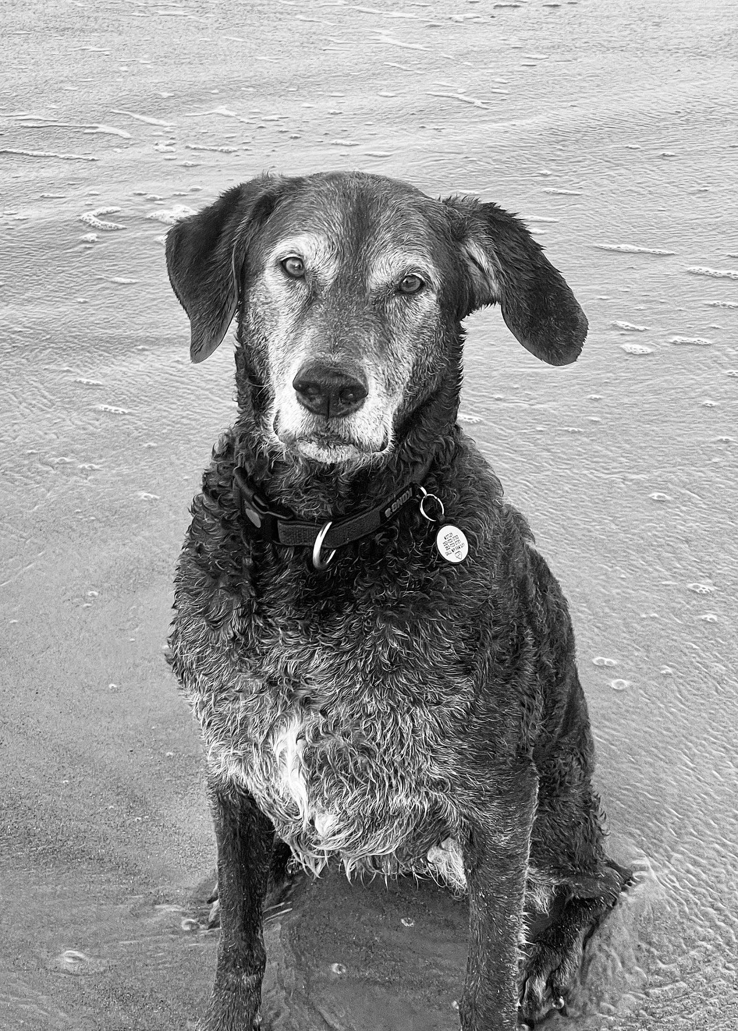 Mabel joined the competition — help win amazing prizes! carnivore, companion_dog, dog, dog_breed, dog_collar, fur, hunting_dog, landscape, monochrome, monochrome_photography, snout, sporting_group, style, terrestrial_animal, working_animal, working_terrier