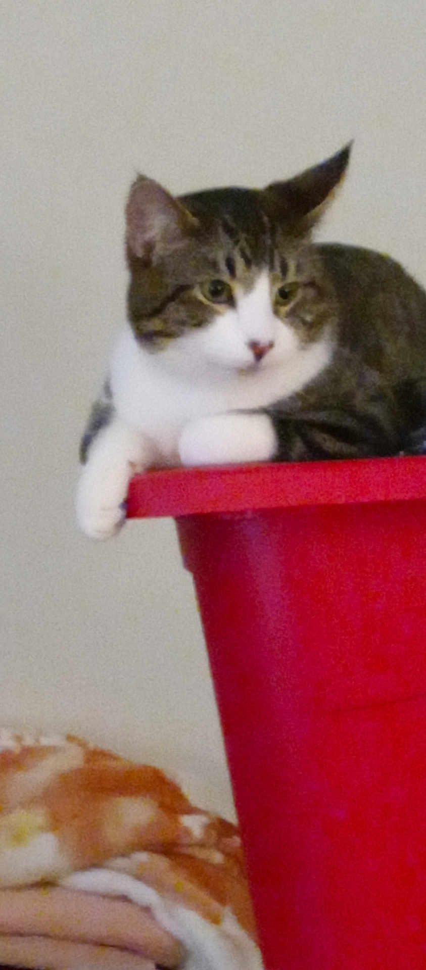 Thumper joined the competition — help win amazing prizes! cat, tabby, animal, pet, container, red, feline, resting, indoor, blanket, soft, fur, mammal, cute, relaxed, domestic, whiskers, ears, paws, side_view