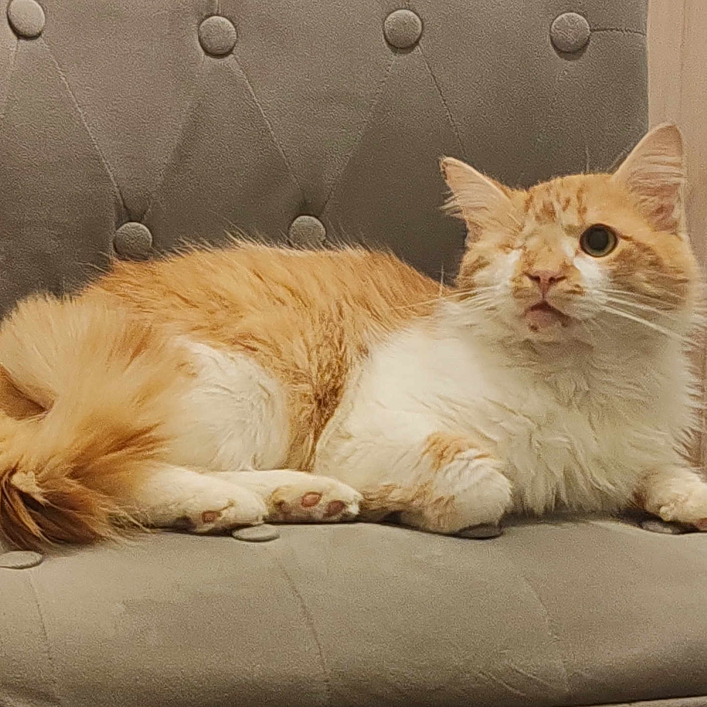 Garfield a rejoint le concours — aidez-le/la à gagner de superbes lots ! abyssinian, angora, animal, architecture, armchair, building, cat, chair, couch, cushion, furniture, homedecor, indoors, interiordesign, kitten, manx, person, pet, siamese, sleeping
