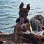 dog, water, rocks, driftwood, tongue_out, playful, outdoor, animal, pet, happy, brown_dog, canine, nature, sunlight, daytime, shore, wet, tongue, ears, standing